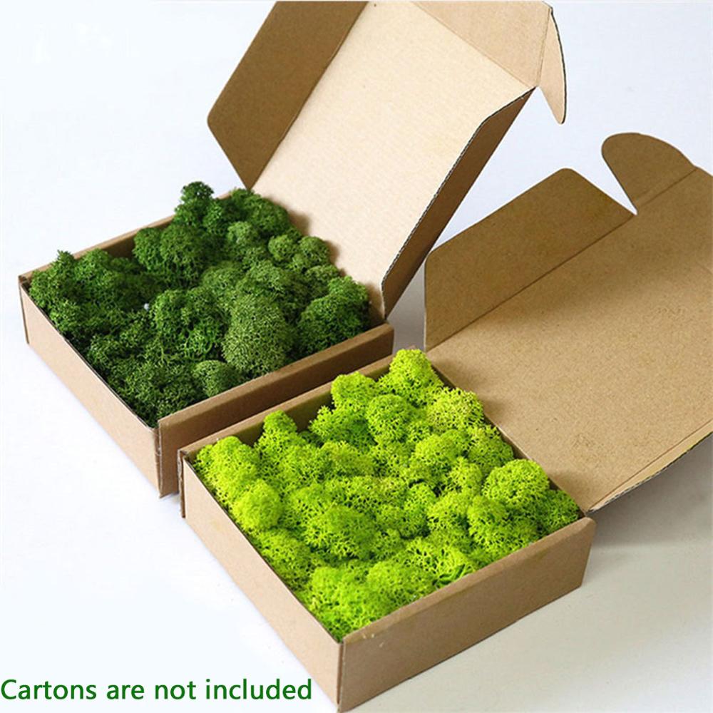 ประดิษฐ์ชีวิตนิรันดร์ MOSS Gar - Sphagnum Moss Dry บทวิจารณ์และราคา